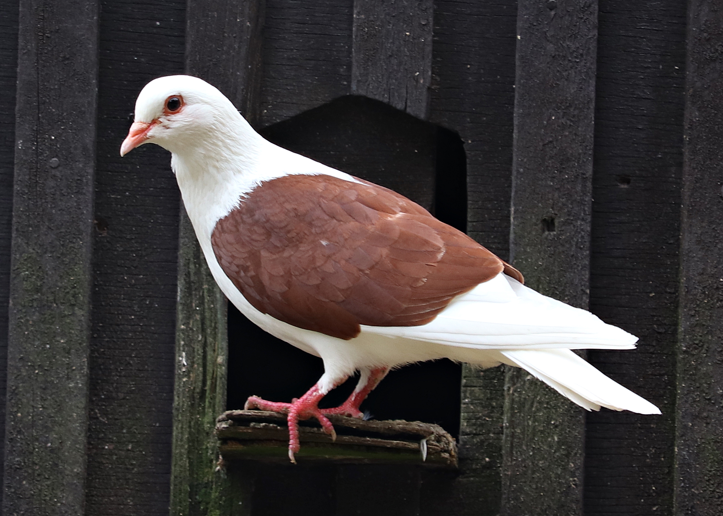 Thuringian Shield pigeon / Thüringer Schildtaube
