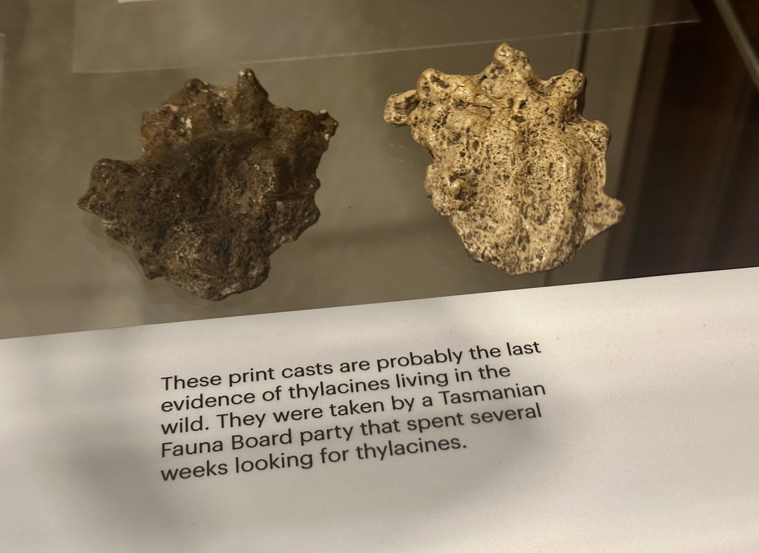 Thyalcine - Paw Print Casts