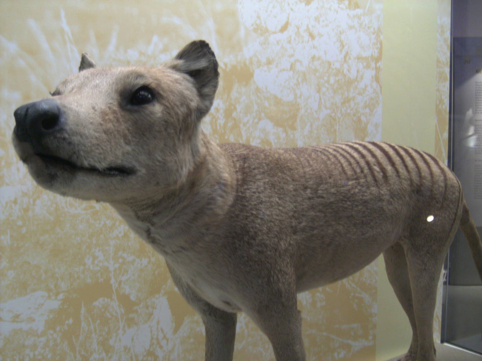 Thylacine 2