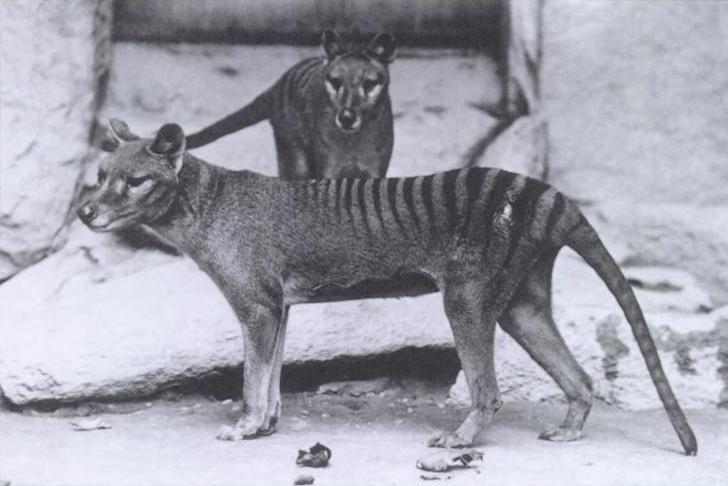 Thylacine (already extincted) 1906