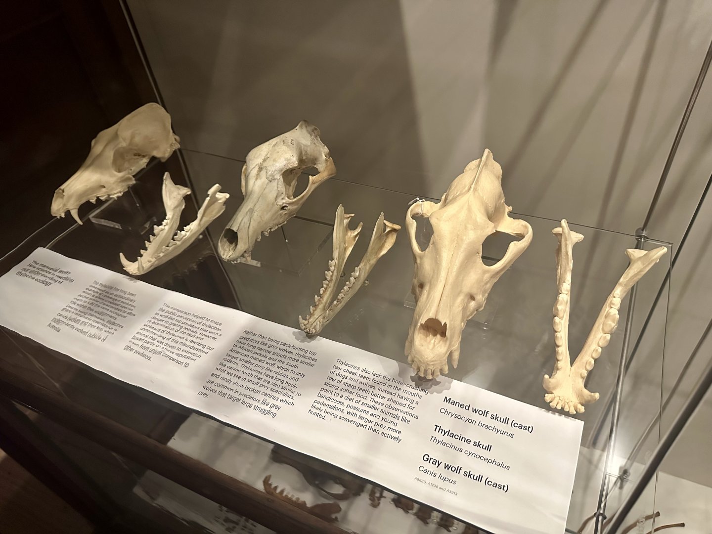 Thylacine and Canid Skulls