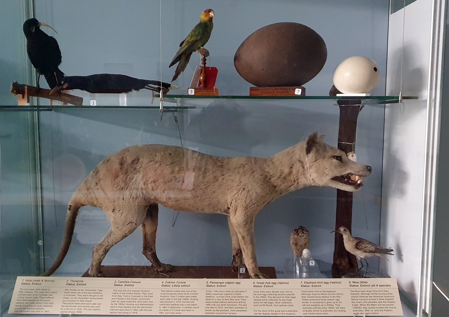 Thylacine and extinct animals cabinet - Booth Museum of Natural History