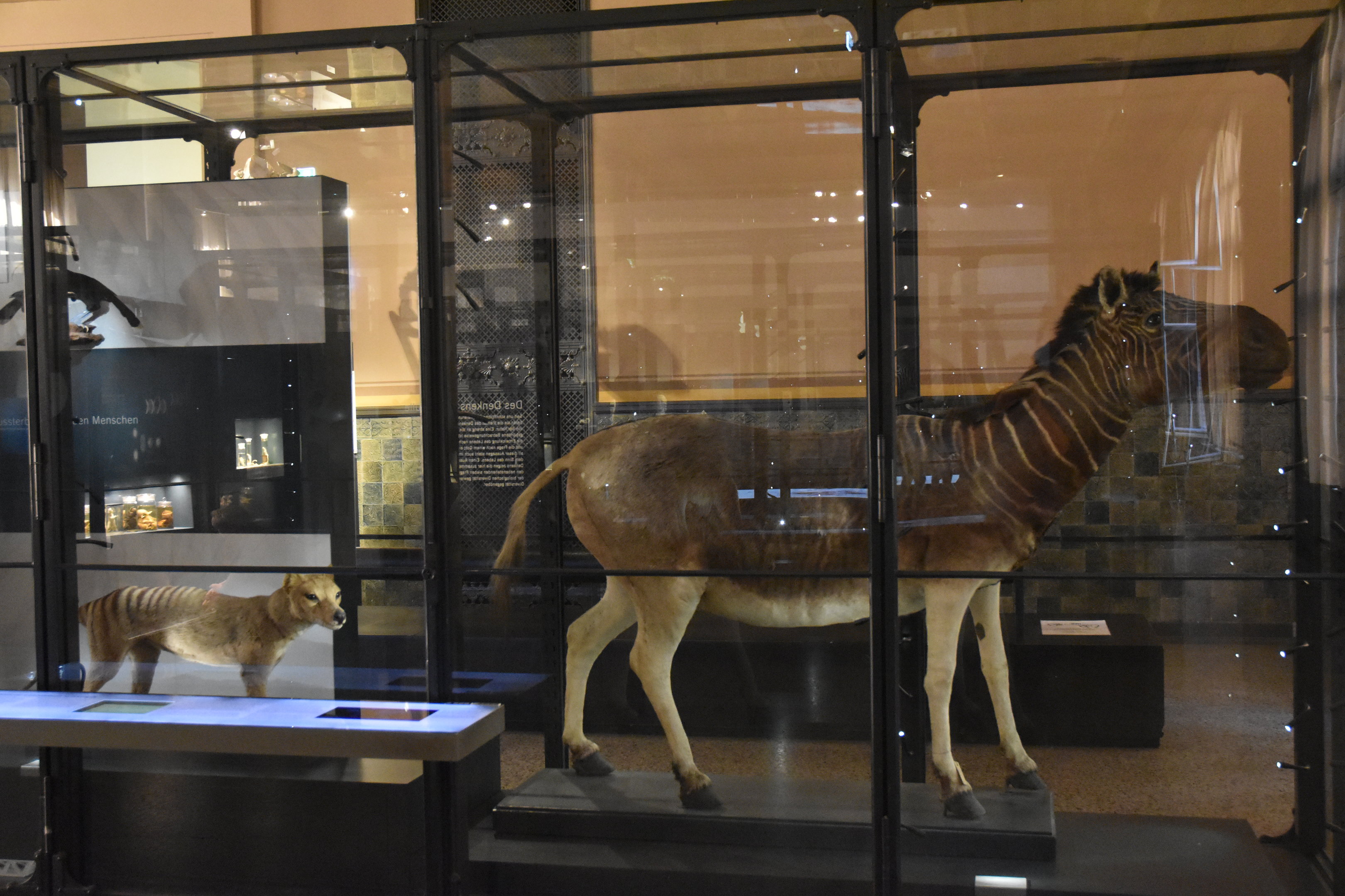 Thylacine and Quagga Specimens, Museum für Naturkunde, Berlin, 7th June 2023