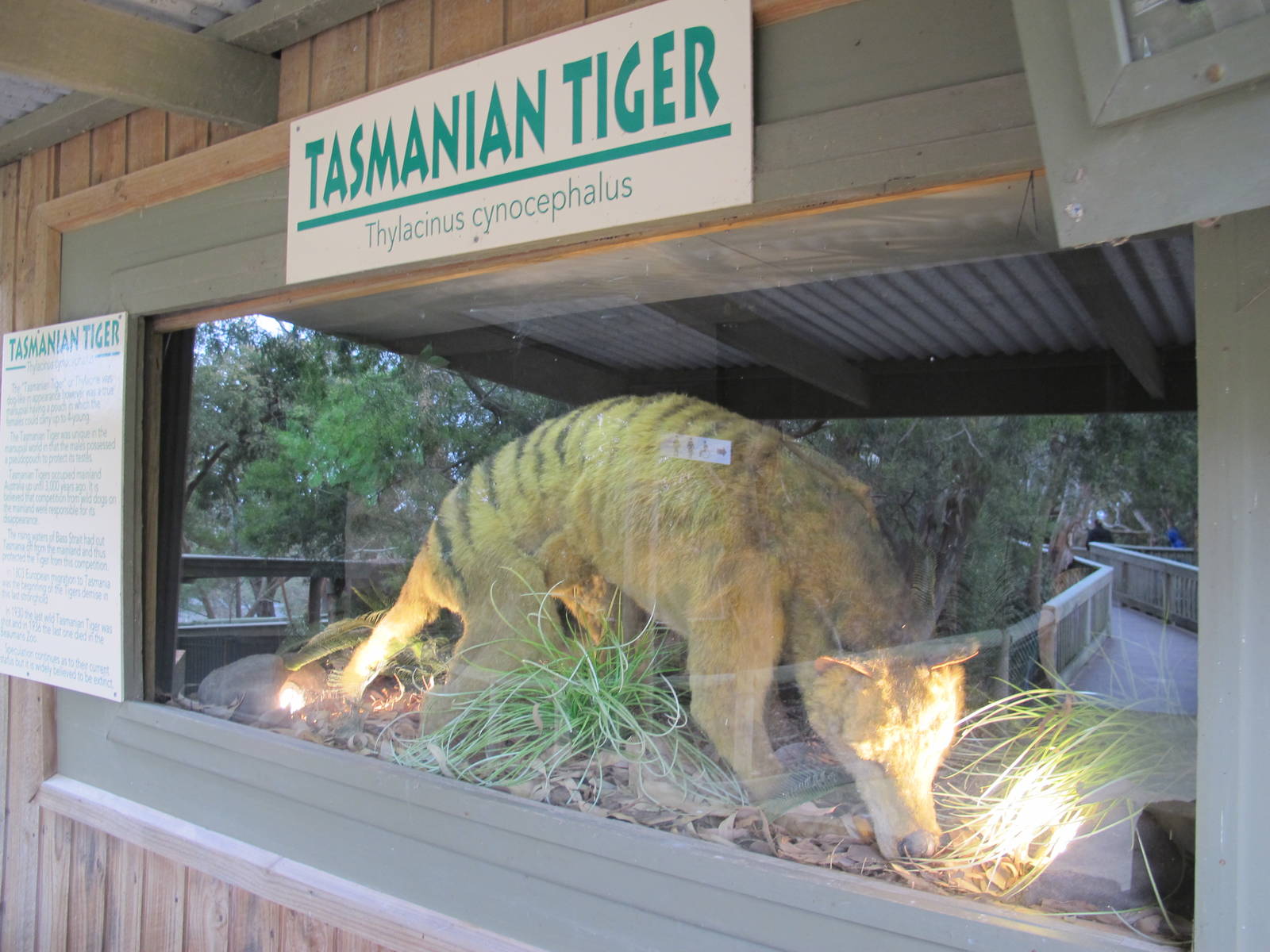 Thylacine Display - Ballarat Wildlife Park May 2013