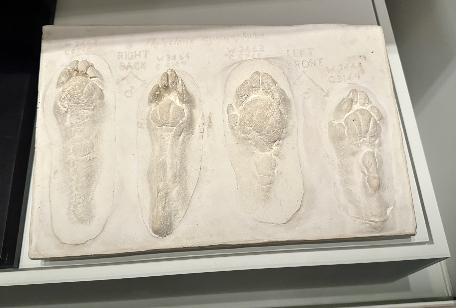 Thylacine (Foot Casts)