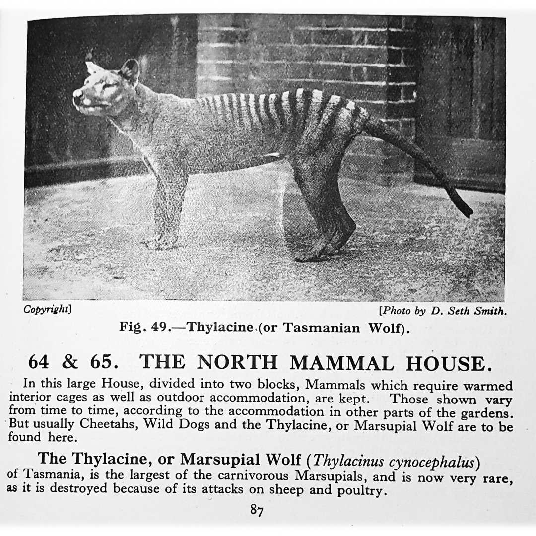 Thylacine (from 1928 Guide Book)