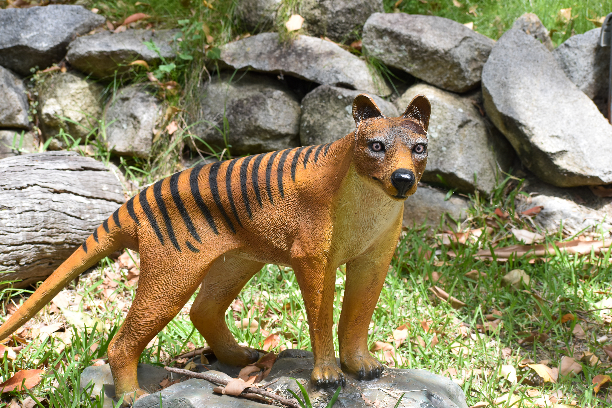 Thylacine Model