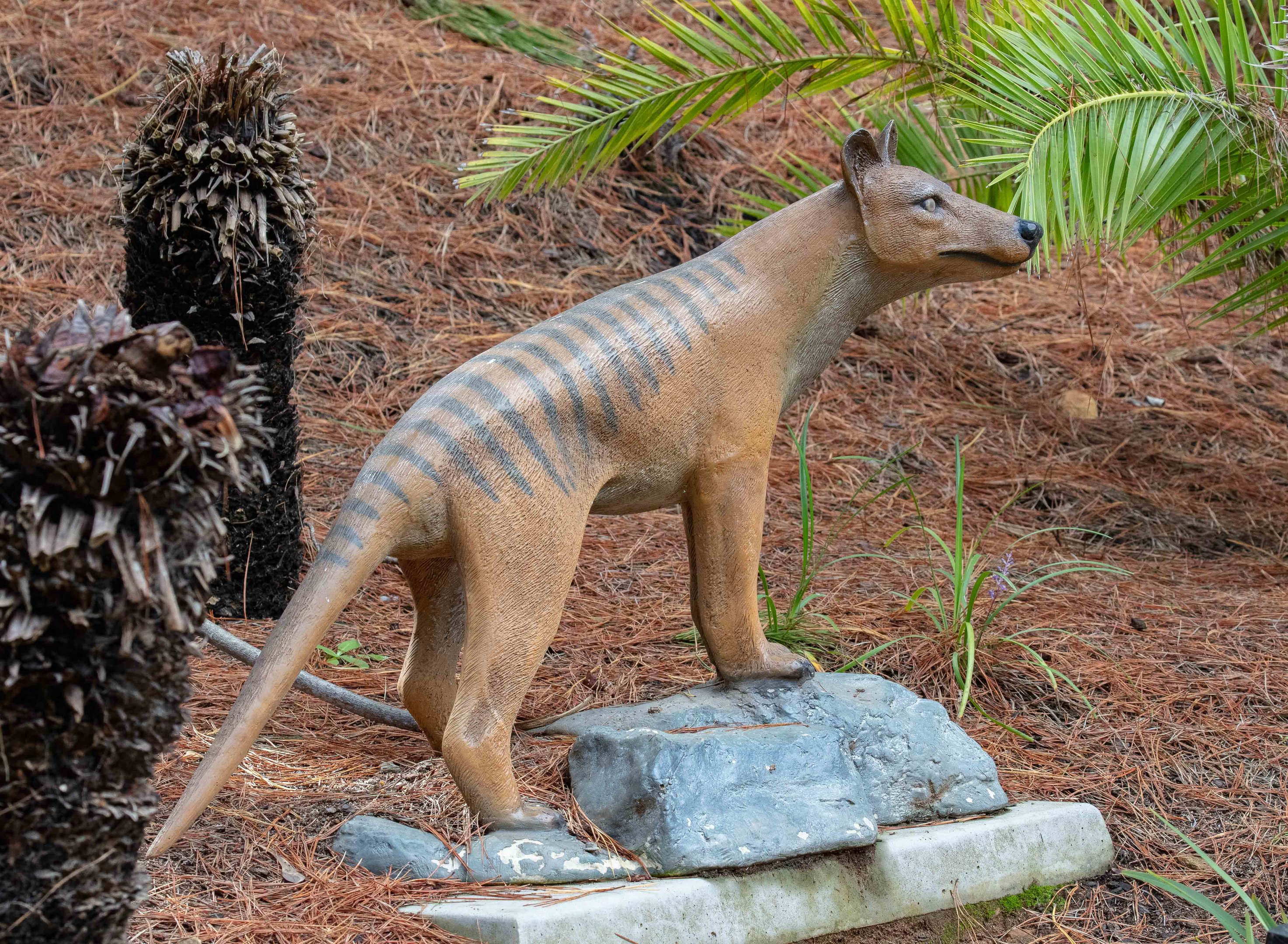 Thylacine model