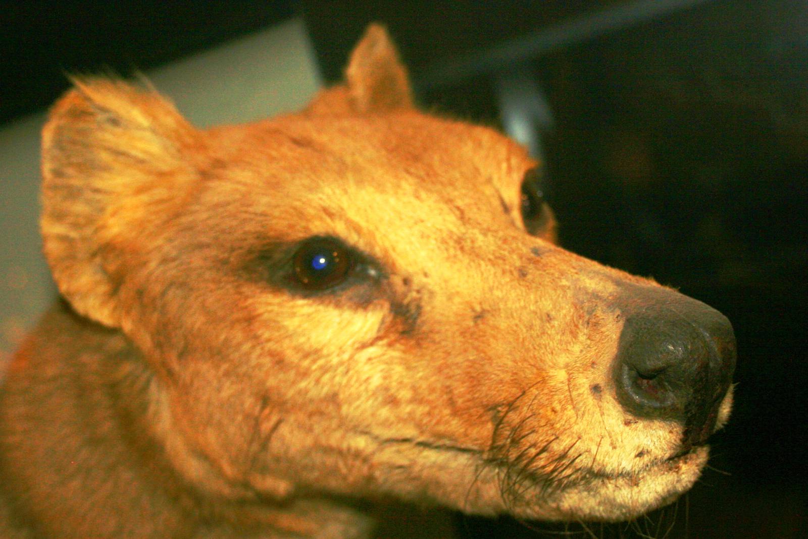 Thylacine; Museum fur Naturekunde, Berlin; 10th September 2011