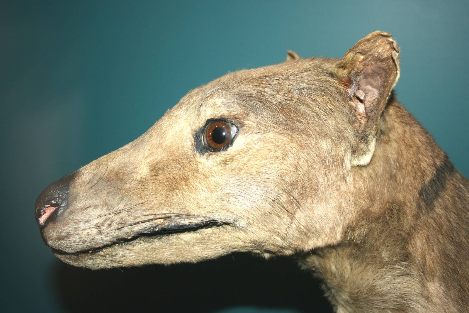 Thylacine; Natural History Museum Brussels; 14th May 2010