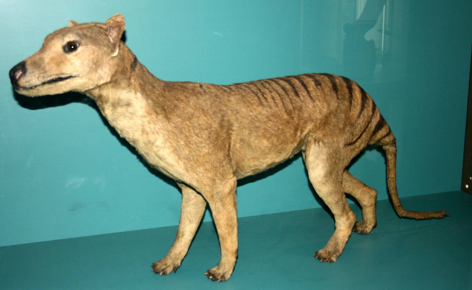 Thylacine; Natural History Museum Brussels; 14th May 2010