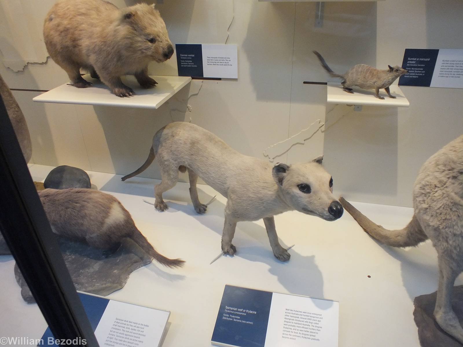 Thylacine - NHM London