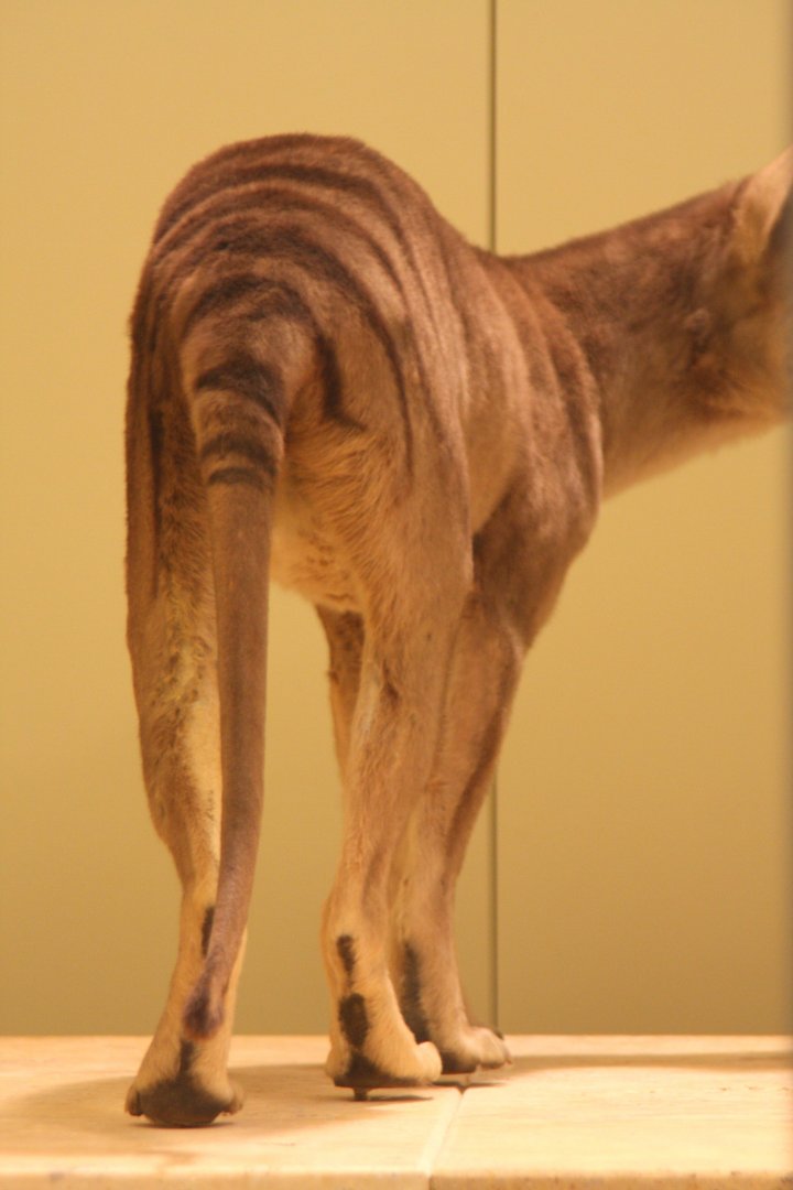 thylacine-not alive (Thylacinus cynocephalus)