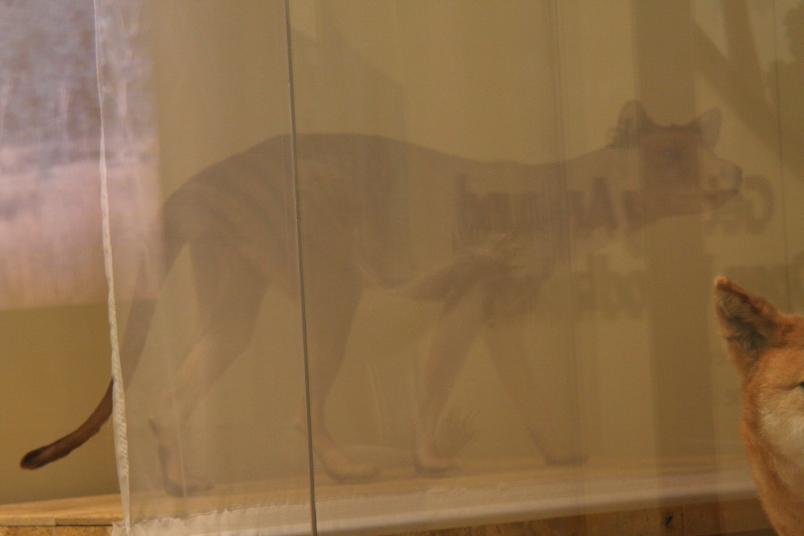 thylacine-not alive (Thylacinus cynocephalus)