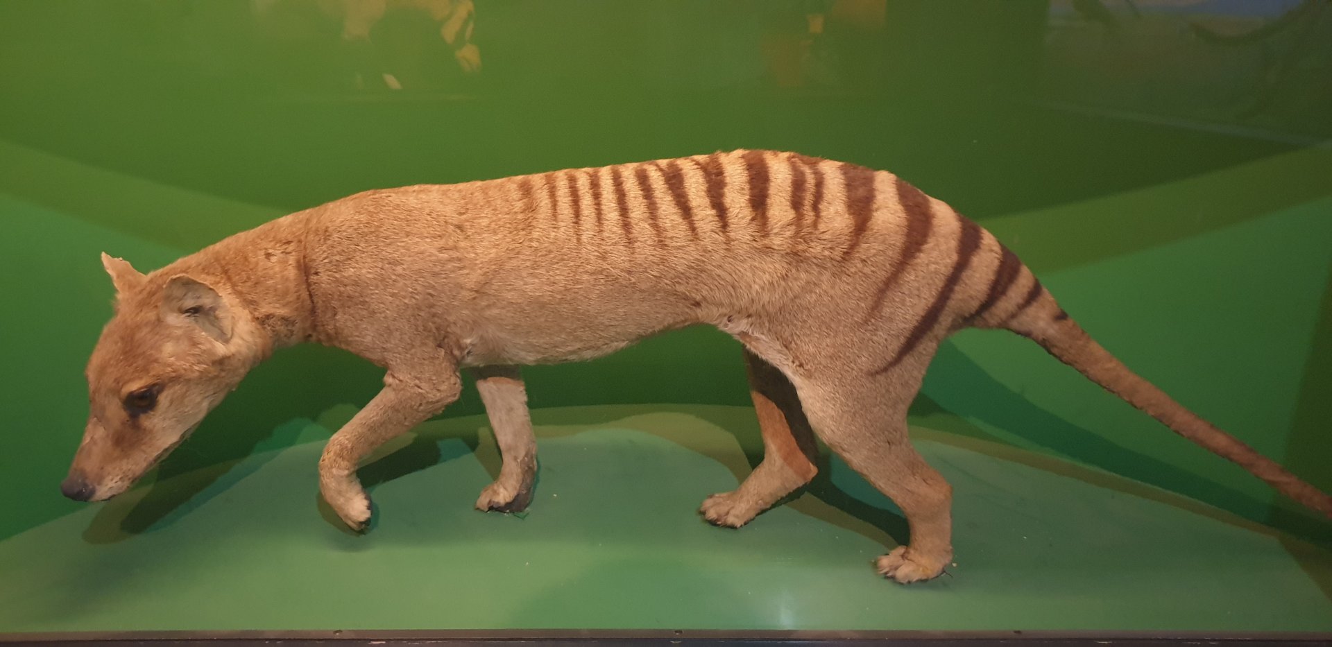 Thylacine, Oslo Natural History Museum