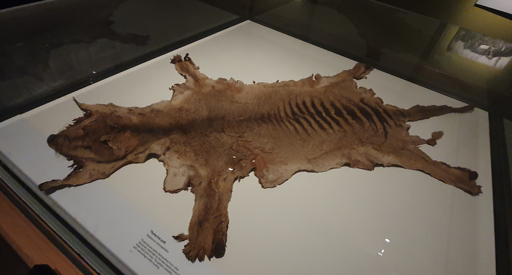 Thylacine Pelt - Tasmanian Museum and Art Gallery