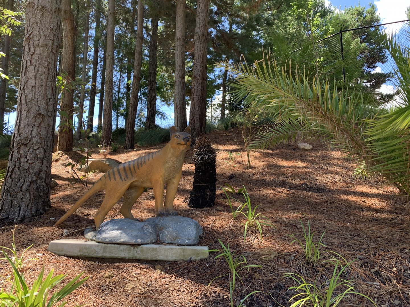 Thylacine Sculpture