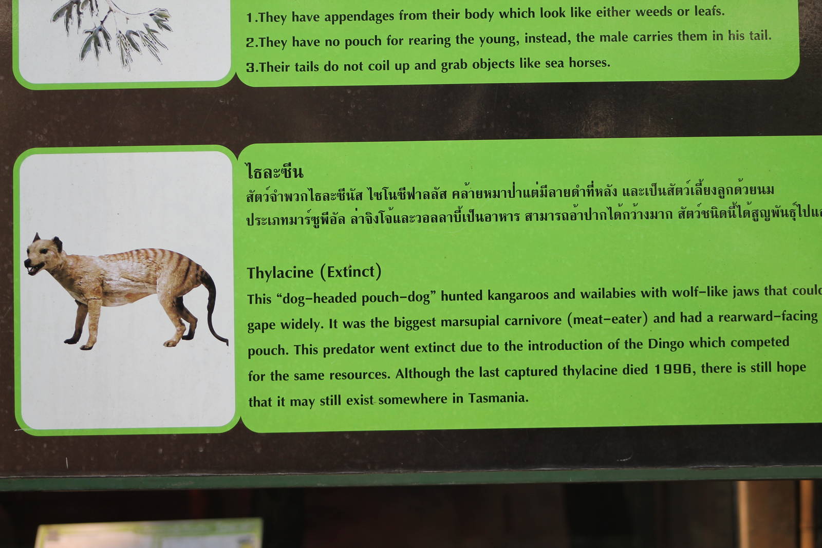 thylacine signage