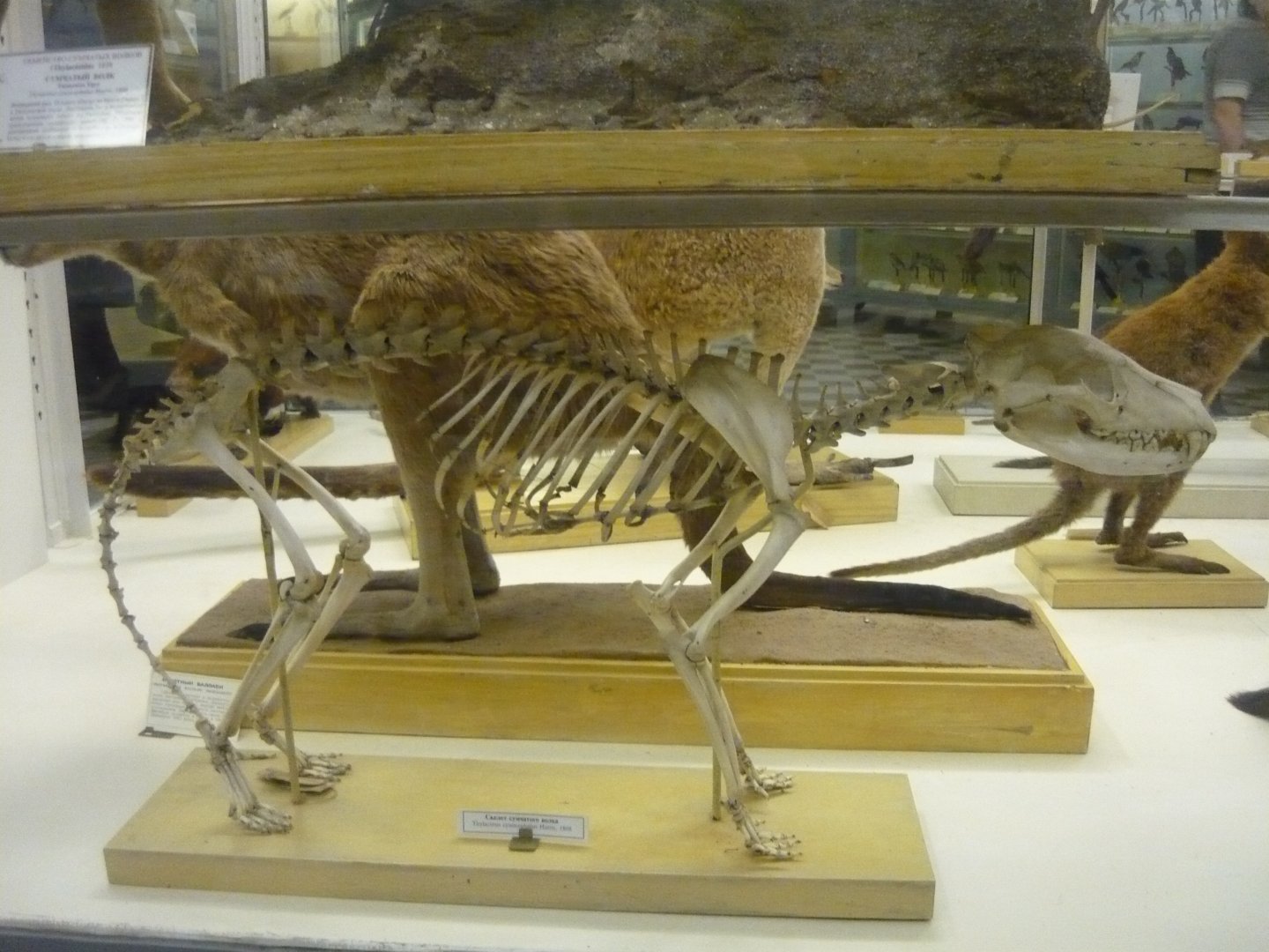 Thylacine skeleton