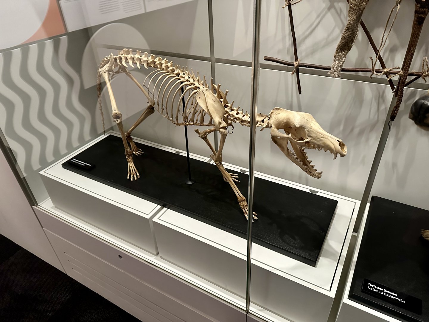 Thylacine (Skeleton)