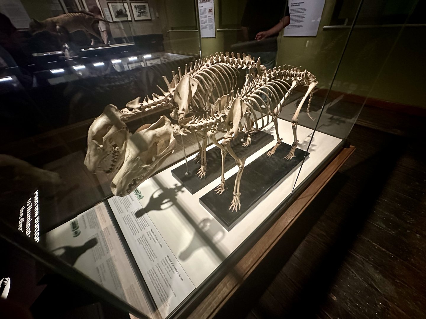 Thylacine Skeletons (Male/Female)