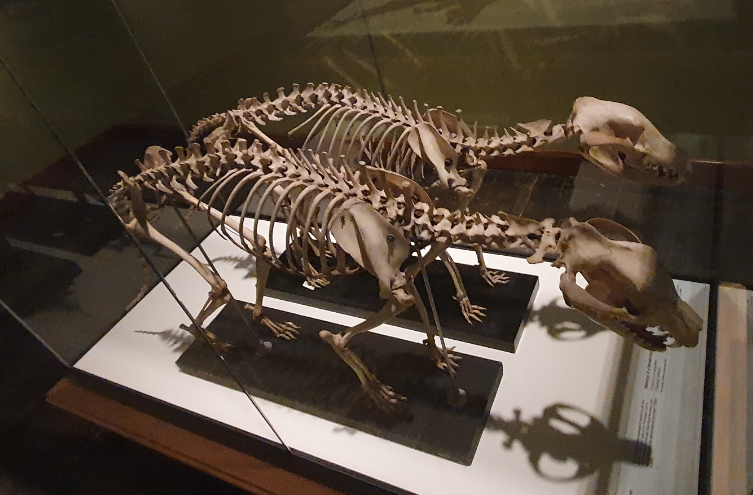 Thylacine Skeletons - Tasmanian Museum and Art Gallery