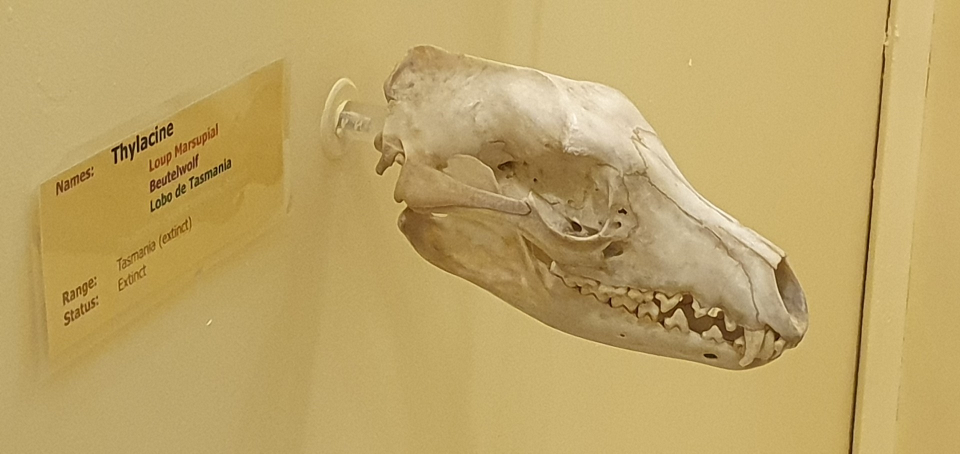 Thylacine skull - Booth Museum of Natural History