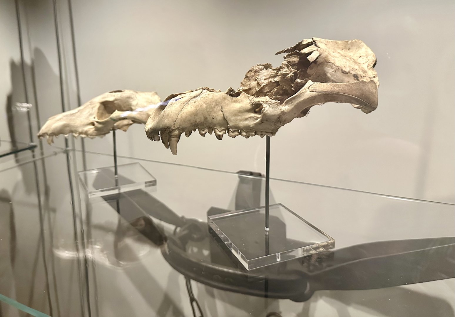 Thylacine Skulls