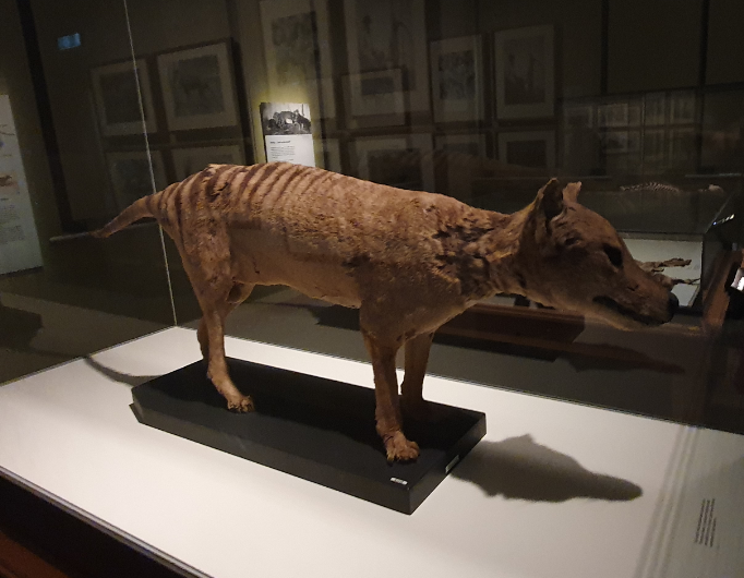 Thylacine - Tasmanian Museum and Art Gallery