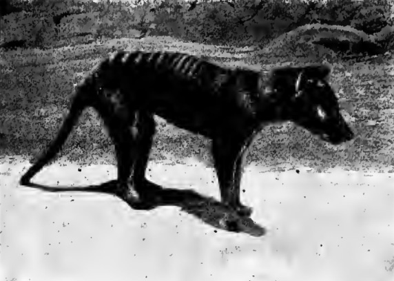 Thylacine (Thylacinus cynocephalus) 1909