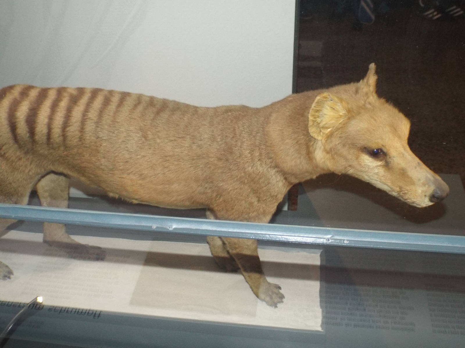 Thylacine (Thylacinus cynocephalus) at Museum f?r Naturkunde, Berlin - Apri