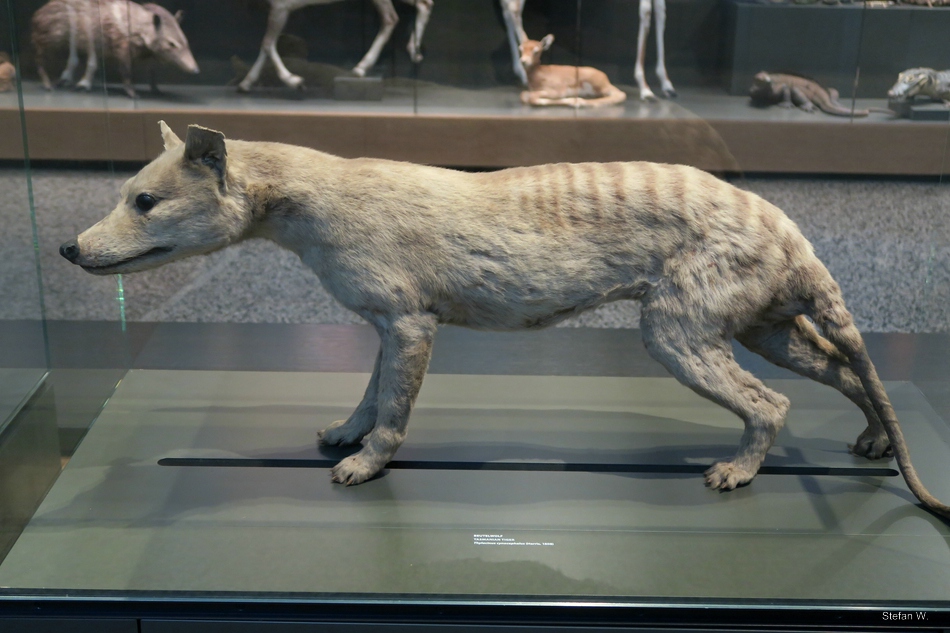Thylacine (Thylacinus cynocephalus) - Darmstadt Landesmuseum