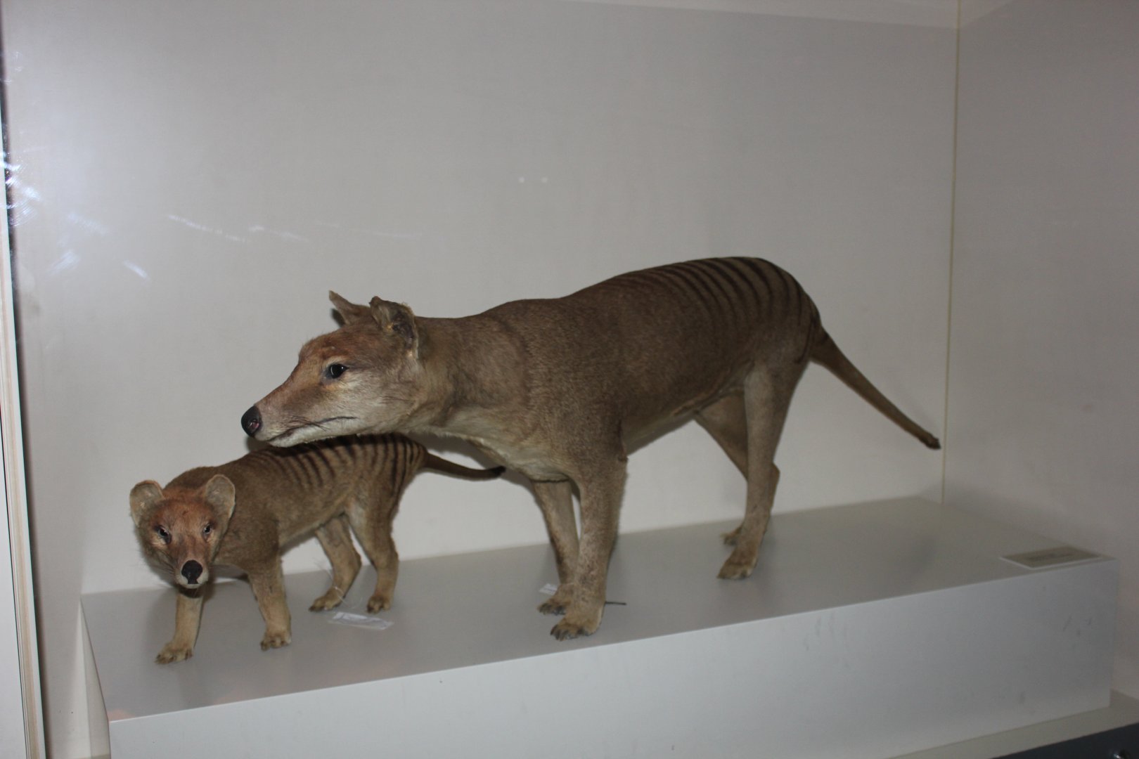 Thylacine (Thylacinus cynocephalus)