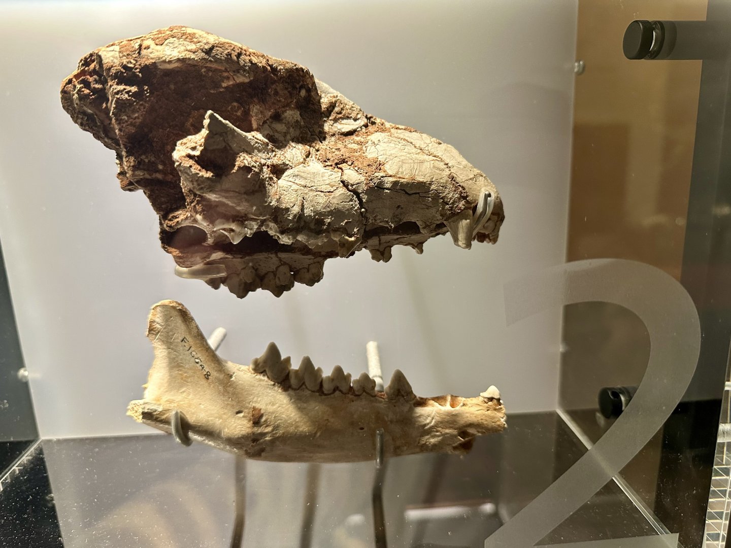 Thylacine (Thylacinus cynocephalus)