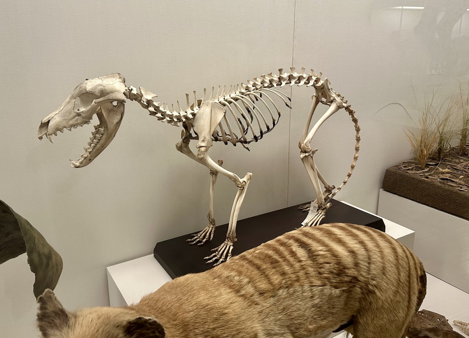 Thylacine (Thylacinus cynocephalus)