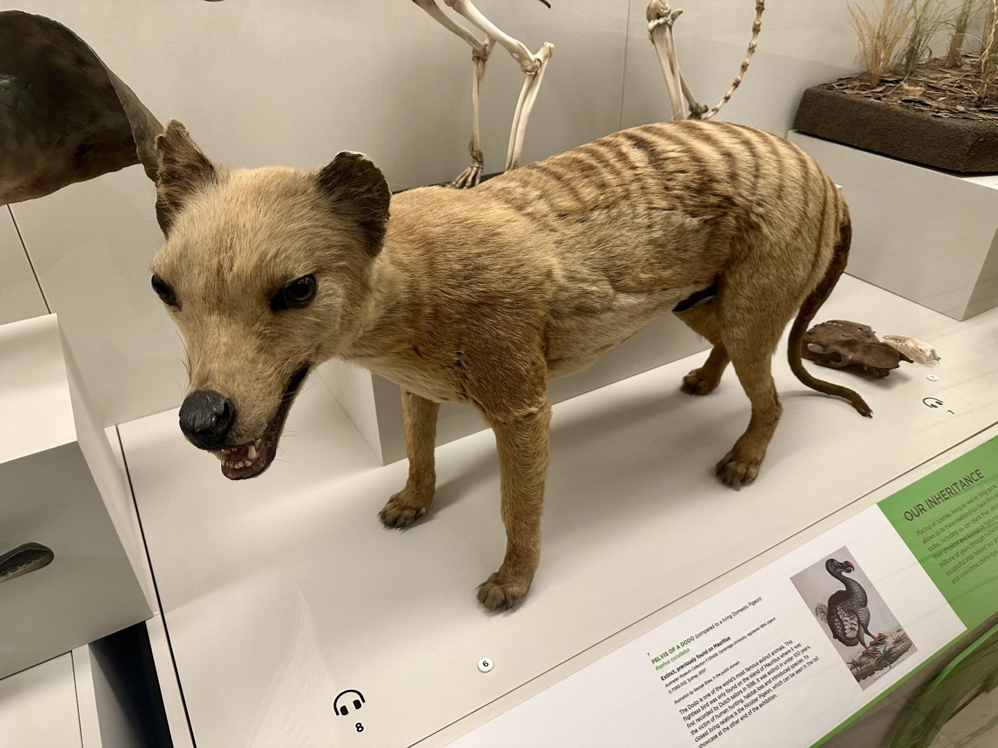 Thylacine (Thylacinus cynocephalus)