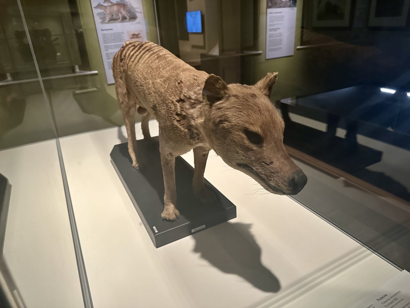 Thylacine (Thylacinus cynocephalus)
