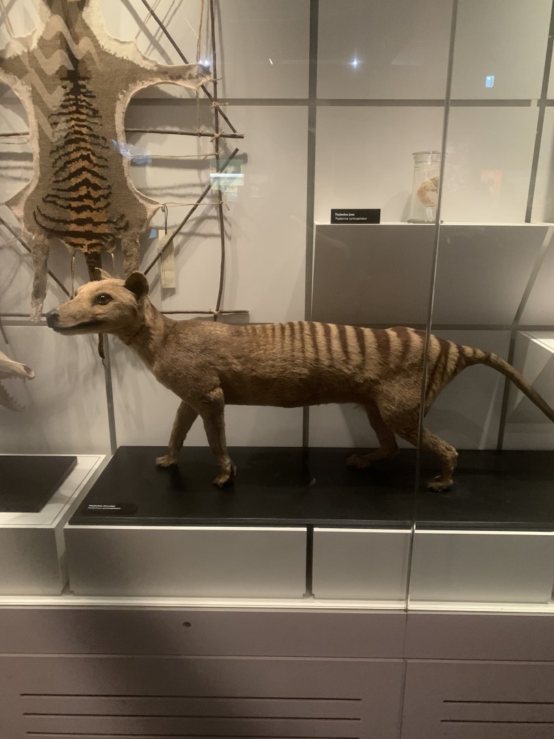 Thylacine (Thylacinus cynocephalus)