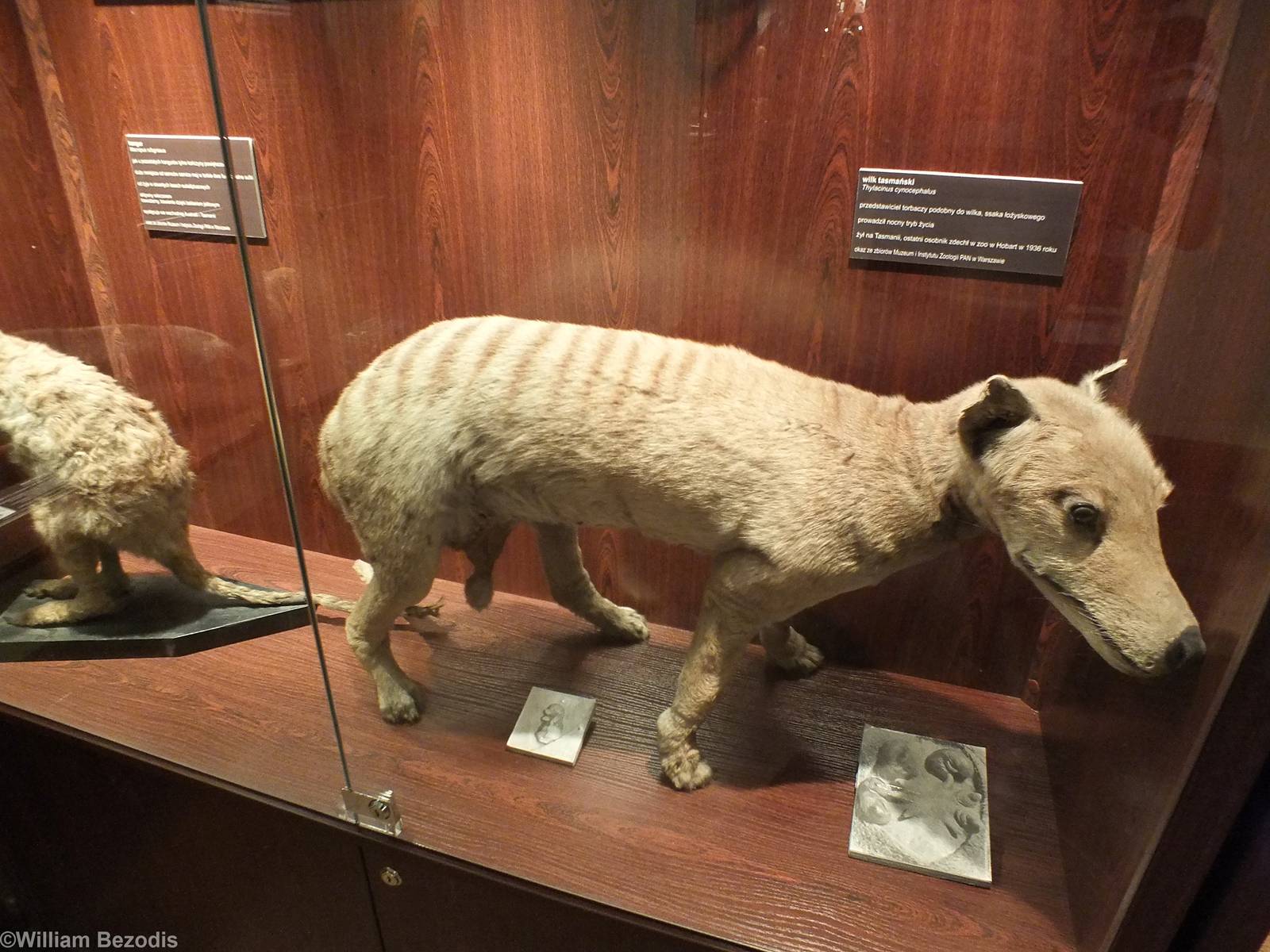 Thylacine - Warsaw Museum of Evolution