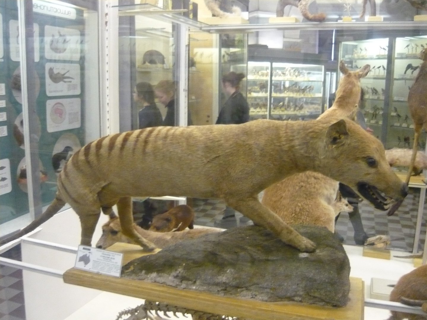 Thylacine