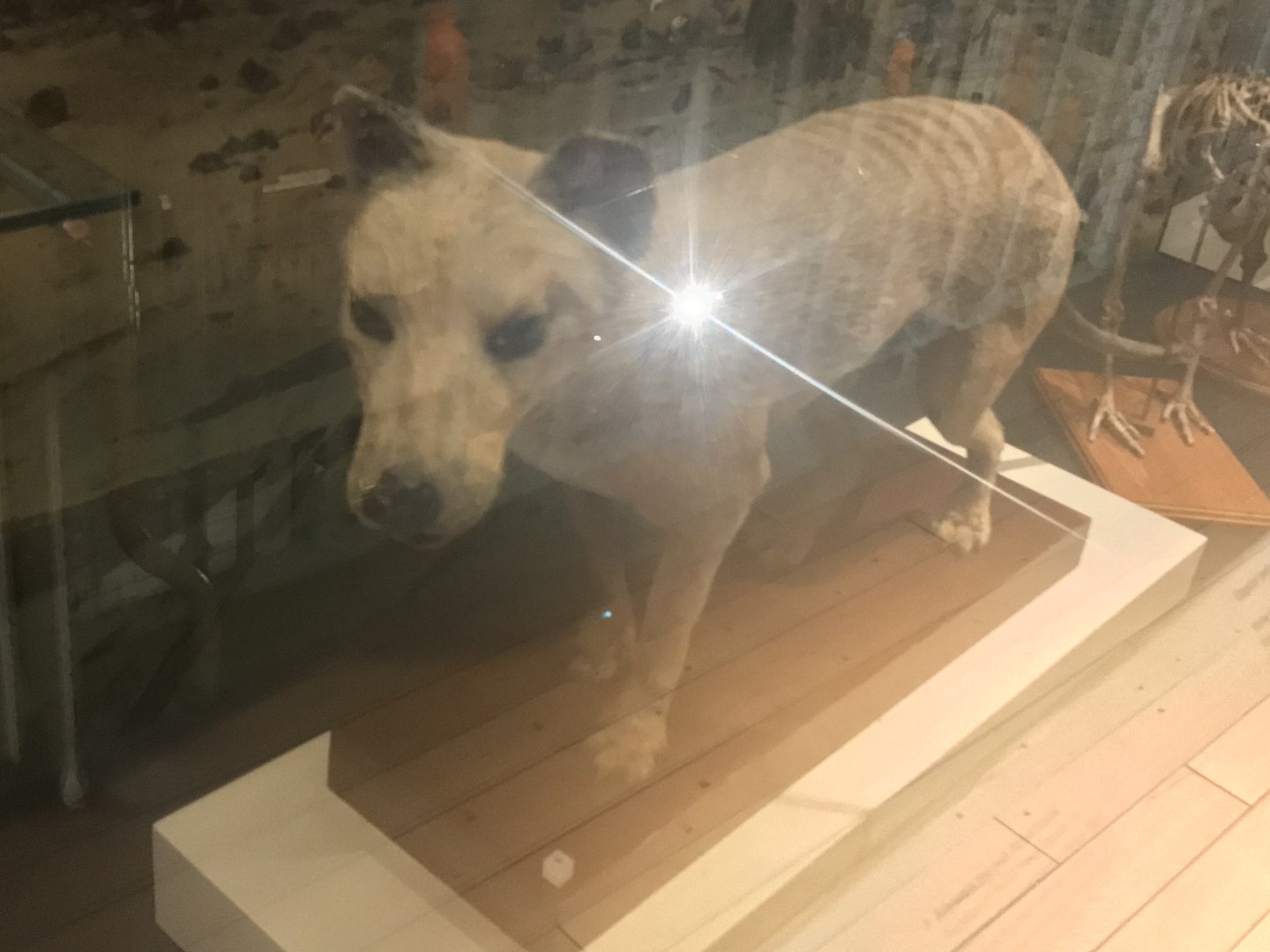 Thylacine