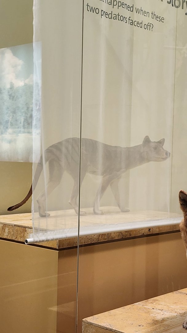 Thylacine