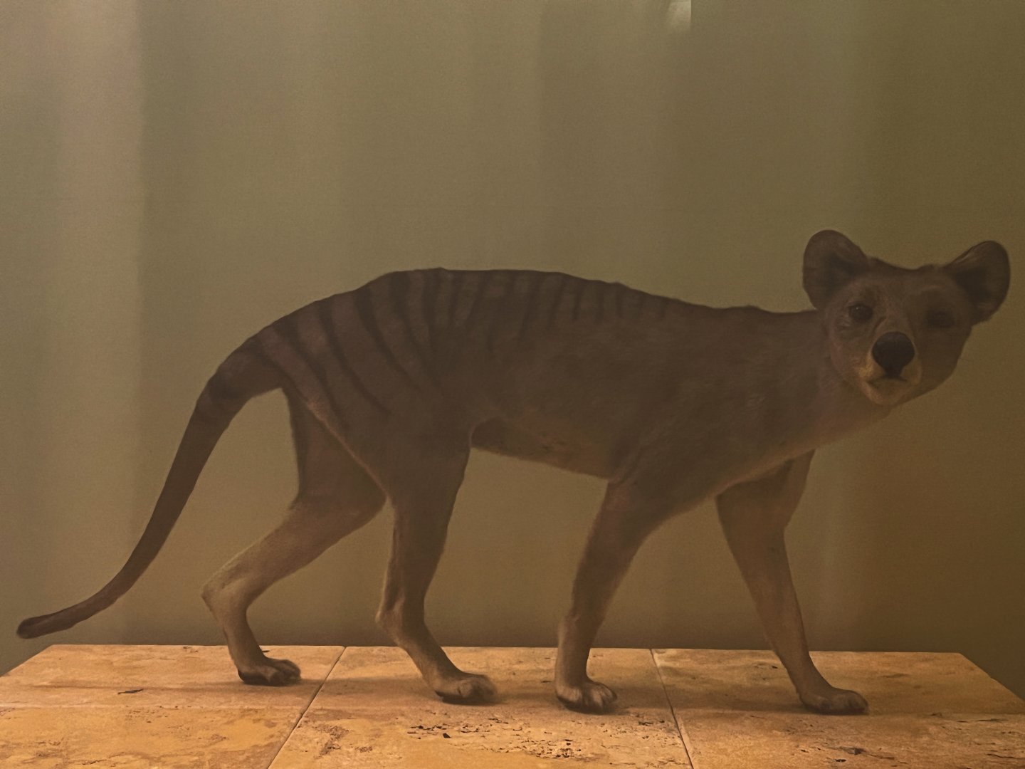 Thylacine