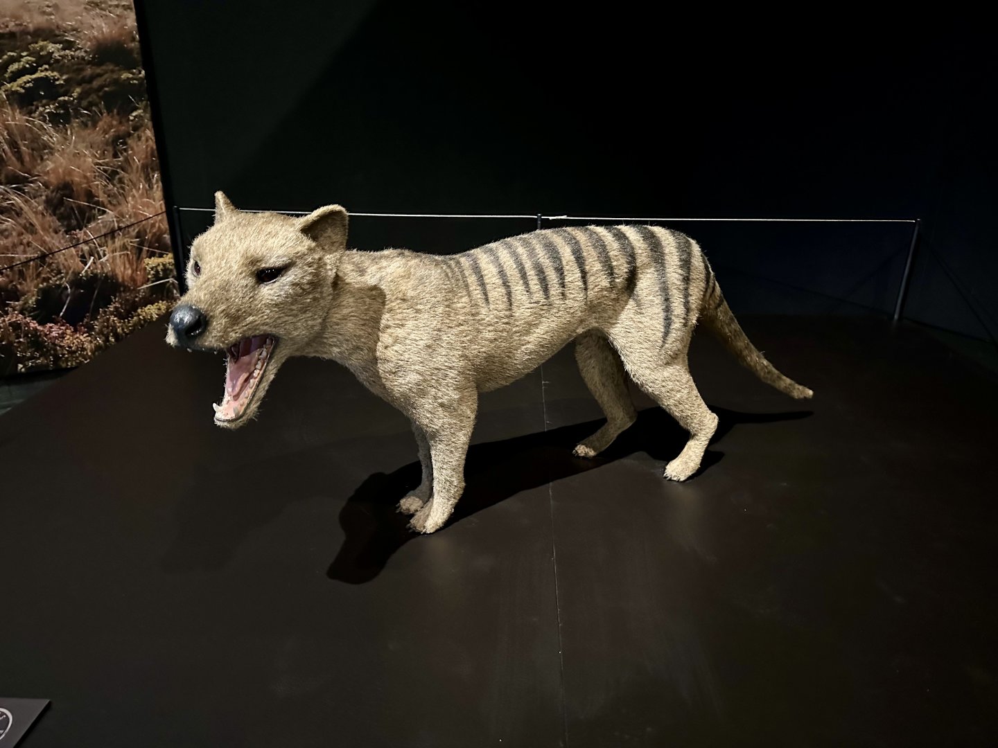 Thylacinus cynocephalus