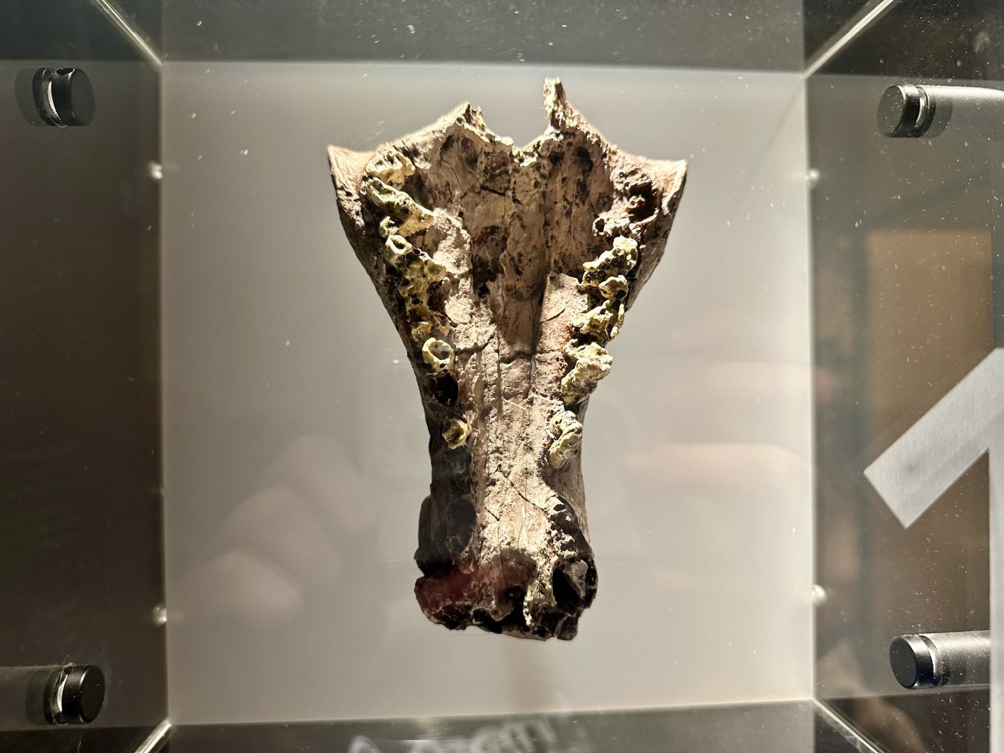 Thylacinus potens (upper jaw)