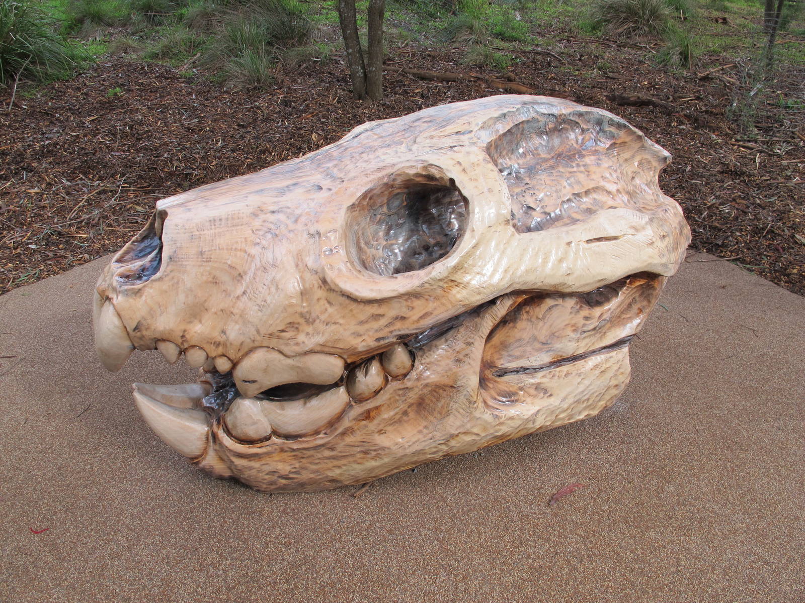 Thylacoleo Skull - Healesville Sanctuary 2013