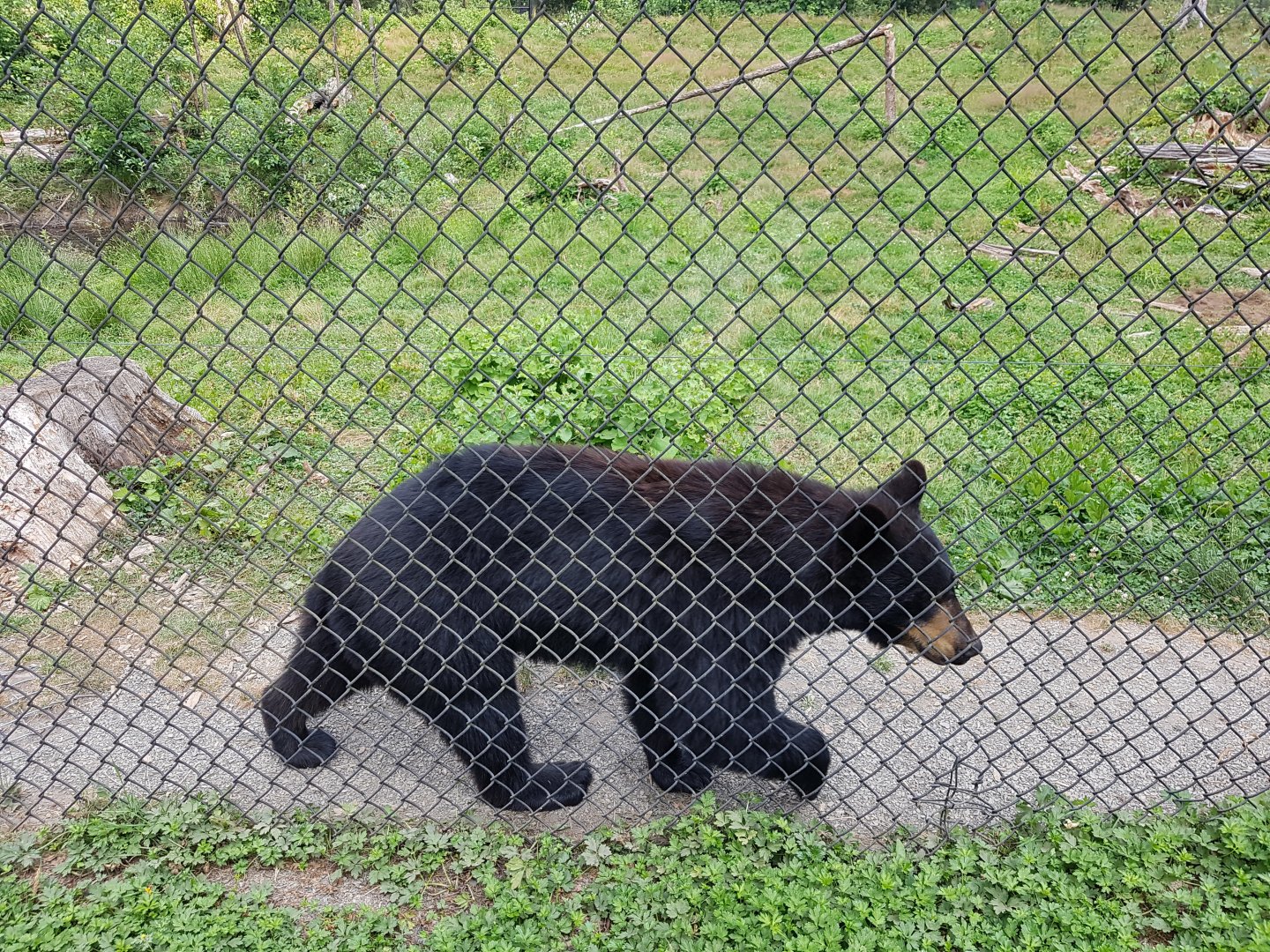 Thyme - American Black Bear