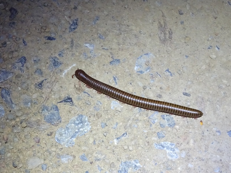 Thyropygus allevatus