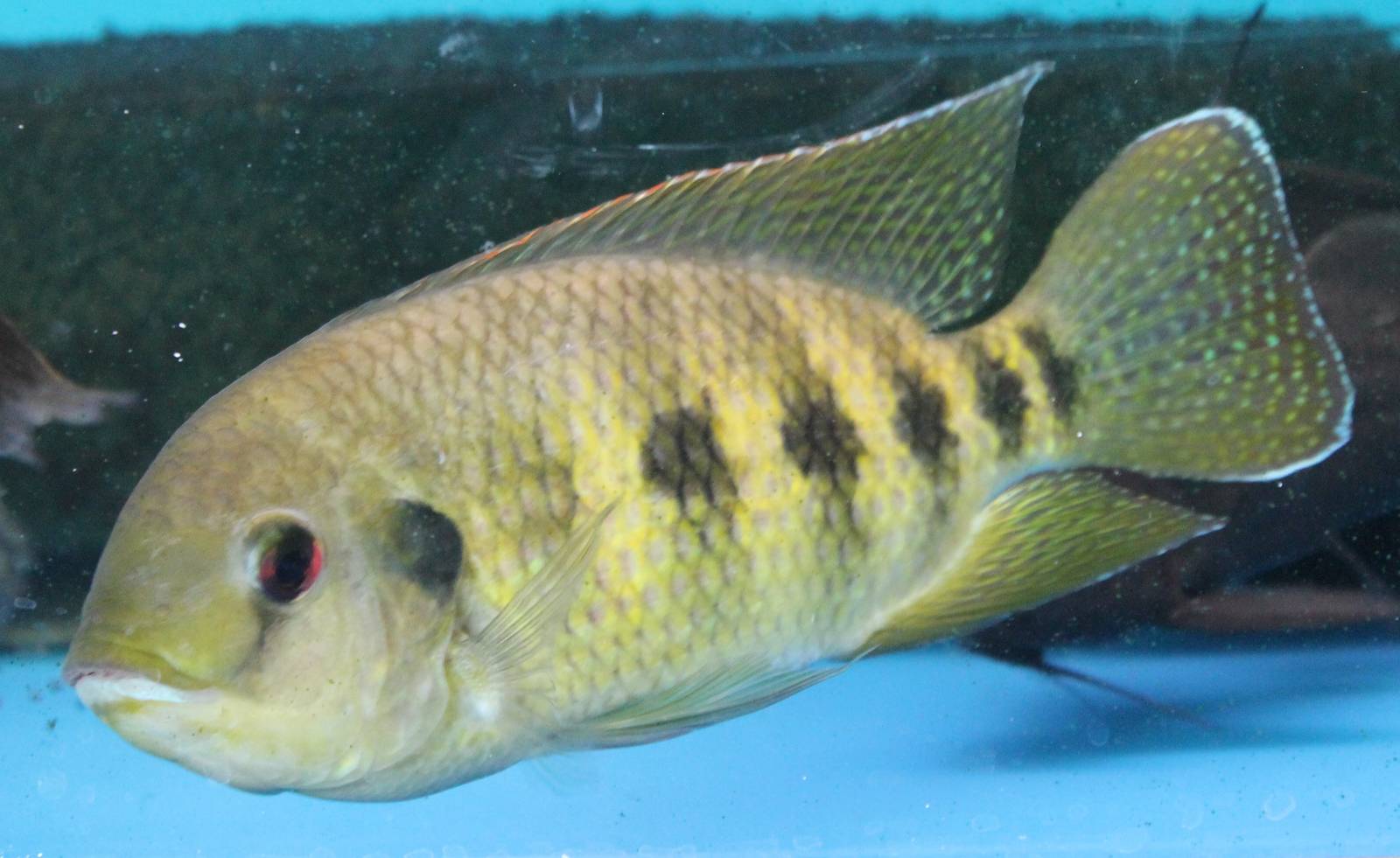 Thysochromis ansorgii