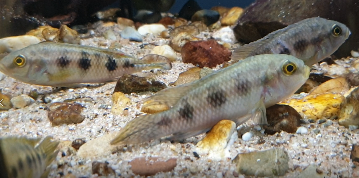 Thysochromis ansorgii